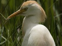 Bubulcus ibis 43, Koereiger, Saxifraga-Jan van der Straaten