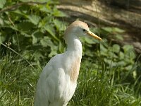 Bubulcus ibis 5, Koereiger, Saxifraga-Jan van der Straaten