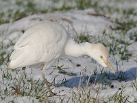 Bubulcus ibis 53, Koereiger, Saxifraga-Luuk Vermeer