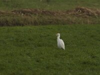 Bubulcus ibis 56, Koereiger, Saxifraga-Jan Nijendijk