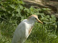 Bubulcus ibis 6, Koereiger, Saxifraga-Jan van der Straaten