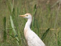 Bubulcus ibis 66, Koereiger, Saxifraga-Henk Baptist