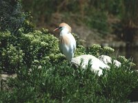 Bubulcus ibis 7, Koereiger, Saxifraga-Jan van der Straaten