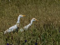 Bubulcus ibis, Koereiger 126, adult, breeding plumage, Saxifraga-Theo Verstrael