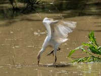 Bubulcus ibis, Koereiger 128, adult, breeding plumage, Saxifraga-Theo Verstrael