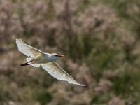 Bubulcus ibis, Koereiger 130, adult, breeding plumage, Saxifraga-Theo Verstrael