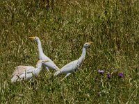 Bubulcus ibis, Koereiger 133, adult, breeding plumage, Saxifraga-Theo Verstrael