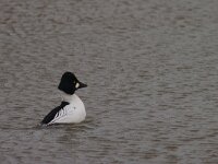 Brilduiker  Brilduiker : Bucephala clangula