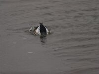 Brilduiker  Brilduiker : Bucephala clangula