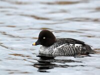 Bucephala clangula 14, Brilduiker, Saxifraga-Piet Munsterman