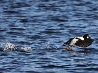 Bucephala clangula 17, Brilduiker, Saxifraga-Peter Meininger