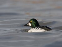 Brilduiker, Bucephala clangula, Goldeneye  Brilduiker, Bucephala clangula, Goldeneye : Brilduiker, Bucephala clangula, Goldeneye, Groningen, Lauwersmeer, Nationaal Park, Natura 2000, Red list, adult, duck, eend, eendachtige, fowl, green, groen, male, man, mannetje, rode lijst, swimming, volwassen, water, water bird, waterfowl, watervogel, white, wit, zwemmend