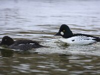 Bucephala clangula 23, Brilduiker, Saxifraga-Bart Vastenhouw
