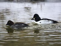 Bucephala clangula 24, Brilduiker, Saxifraga-Bart Vastenhouw