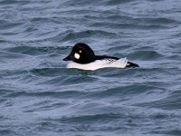 Bucephala clangula 28, Brilduiker, Saxifraga-Bart Vastenhouw