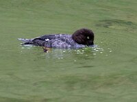 Bucephala clangula 40, Brilduiker, Saxifraga-Bart Vastenhouw