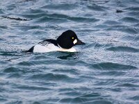 Bucephala clangula 46, Brilduiker, Saxifraga-Bart Vastenhouw