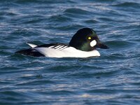 Bucephala clangula 48, Brilduiker, Saxifraga-Bart Vastenhouw