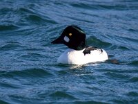 Bucephala clangula 51, Brilduiker, Saxifraga-Bart Vastenhouw