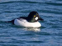 Bucephala clangula 53, Brilduiker, Saxifraga-Bart Vastenhouw