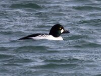 Bucephala clangula 61, Brilduiker, Saxifraga-Bart Vastenhouw