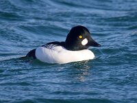Bucephala clangula 62, Brilduiker, Saxifraga-Bart Vastenhouw