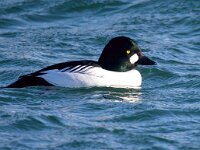 Bucephala clangula 63, Brilduiker, Saxifraga-Bart Vastenhouw