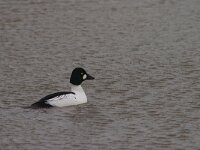 Brilduiker  Brilduiker : Bucephala clangula