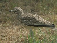 Burhinus oedicnemus 2, Griel, Saxifraga-Jan van der Straaten