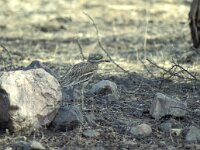 Burhinus oedicnemus 5, Griel, Saxifraga-Kees van Berkel