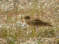 Burhinus oedicnemus 6, Griel, Saxifraga-Joerg Mager