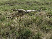 Buteo buteo 102, Buizerd, Saxifraga-Piet Munsterman