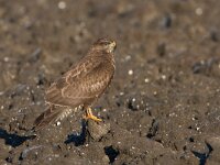 Buteo buteo 104, Buizerd, Saxifraga-Luc Hoogenstein