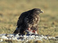 Buteo buteo 105, Buizerd, Saxifraga-Willem Jan Hoeffnagel