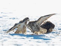 Buteo buteo 107, Buizerd, Saxifraga-Mark Zekhuis