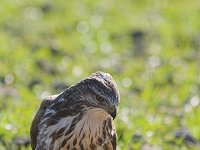 Buteo buteo 11, Buizerd, Saxifraga-Martin Mollet