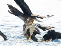 Buteo buteo 112, Buizerd, Saxifraga-Mark Zekhuis
