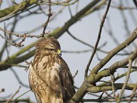 Buteo buteo 115, Buizerd, Saxifraga-Martin Mollet