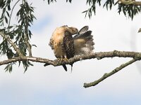 Buteo buteo 122, Buizerd, juvenile, Saxifraga-Martin Mollet
