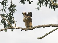 Buteo buteo 123, Buizerd, juvenile, Saxifraga-Martin Mollet