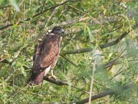 Buteo buteo 125, Buizerd, juvenile, Saxifraga-Martin Mollet