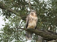 Buteo buteo 133, Buizerd, juvenile, Saxifraga-Martin Mollet