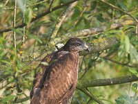 Buteo buteo 134, Buizerd, juvenile, Saxifraga-Martin Mollet