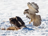 Buteo buteo 140, Buizerd, Saxifraga-Mark Zekhuis