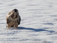 Buteo buteo 143, Buizerd, Saxifraga-Mark Zekhuis