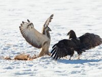 Buteo buteo 144, Buizerd, Saxifraga-Mark Zekhuis