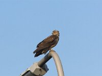 Buteo buteo 149, Buizerd, Saxifraga-Martin Mollet