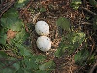 Buteo buteo 153, Buizerd, Saxifraga-Martin Mollet