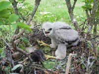 Buteo buteo 154, Buizerd, juvenile, Saxifraga-Martin Mollet
