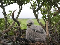 Buteo buteo 155, Buizerd, juvenile, Saxifraga-Martin Mollet